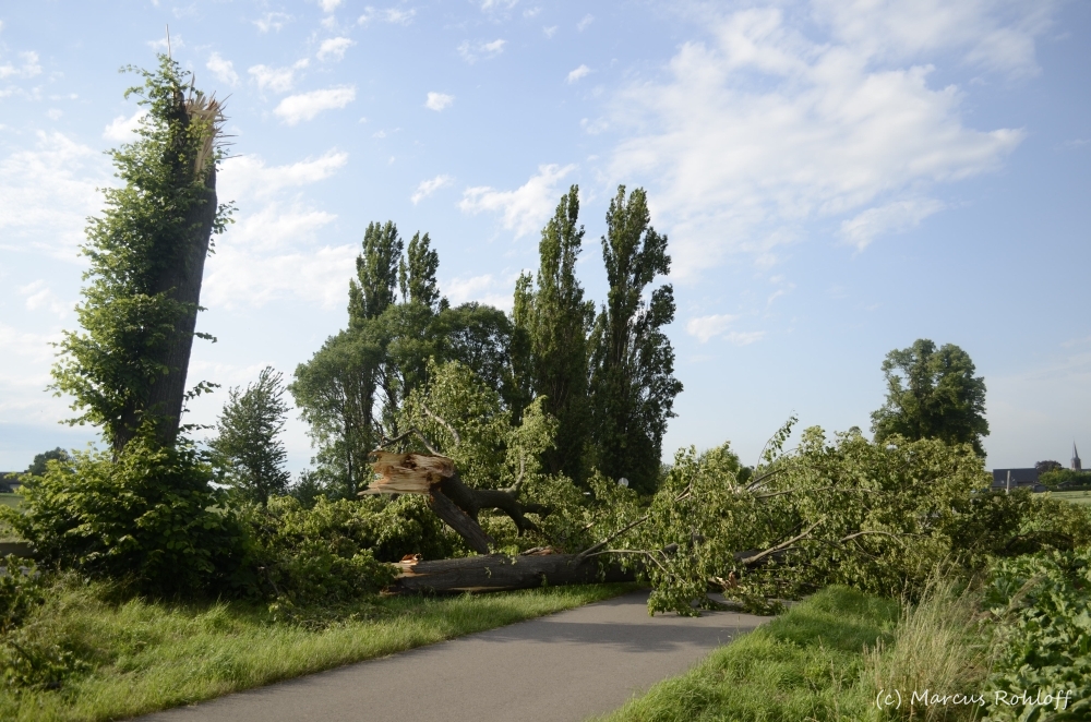 Auf diesem Bild sind umgestürtze Bäume und abgeknickte Äste zu sehen. Diese Zerstörungen im Raum Jülich wurden durch das schwere Pfingstunwetter vom 09.06.2014 verursacht. 